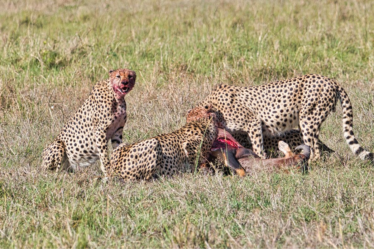 9 Days Amboseli, Tsavo West, Tsavo East and Diani Beach Safari Package