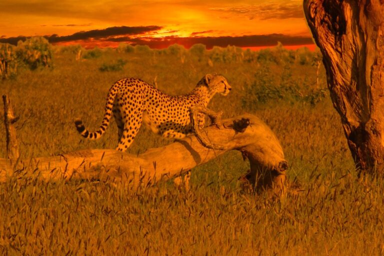 9 Days Amboseli, Tsavo West, Tsavo East and Diani Beach Safari Package