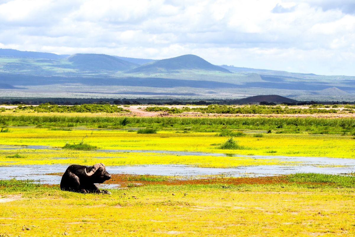 9 Days Amboseli, Tsavo West, Tsavo East and Diani Beach Safari Package