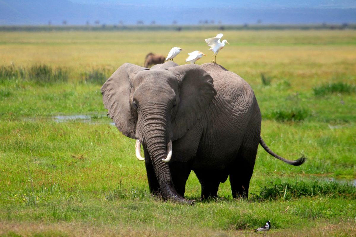 9 Days Amboseli, Tsavo West, Tsavo East and Diani Beach Safari Package