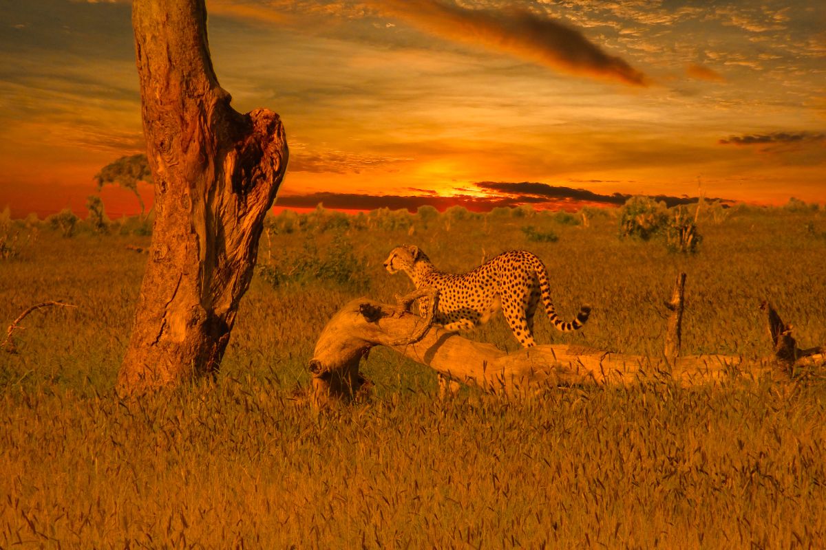 9 Days Amboseli, Tsavo West, Tsavo East and Diani Beach Safari Package