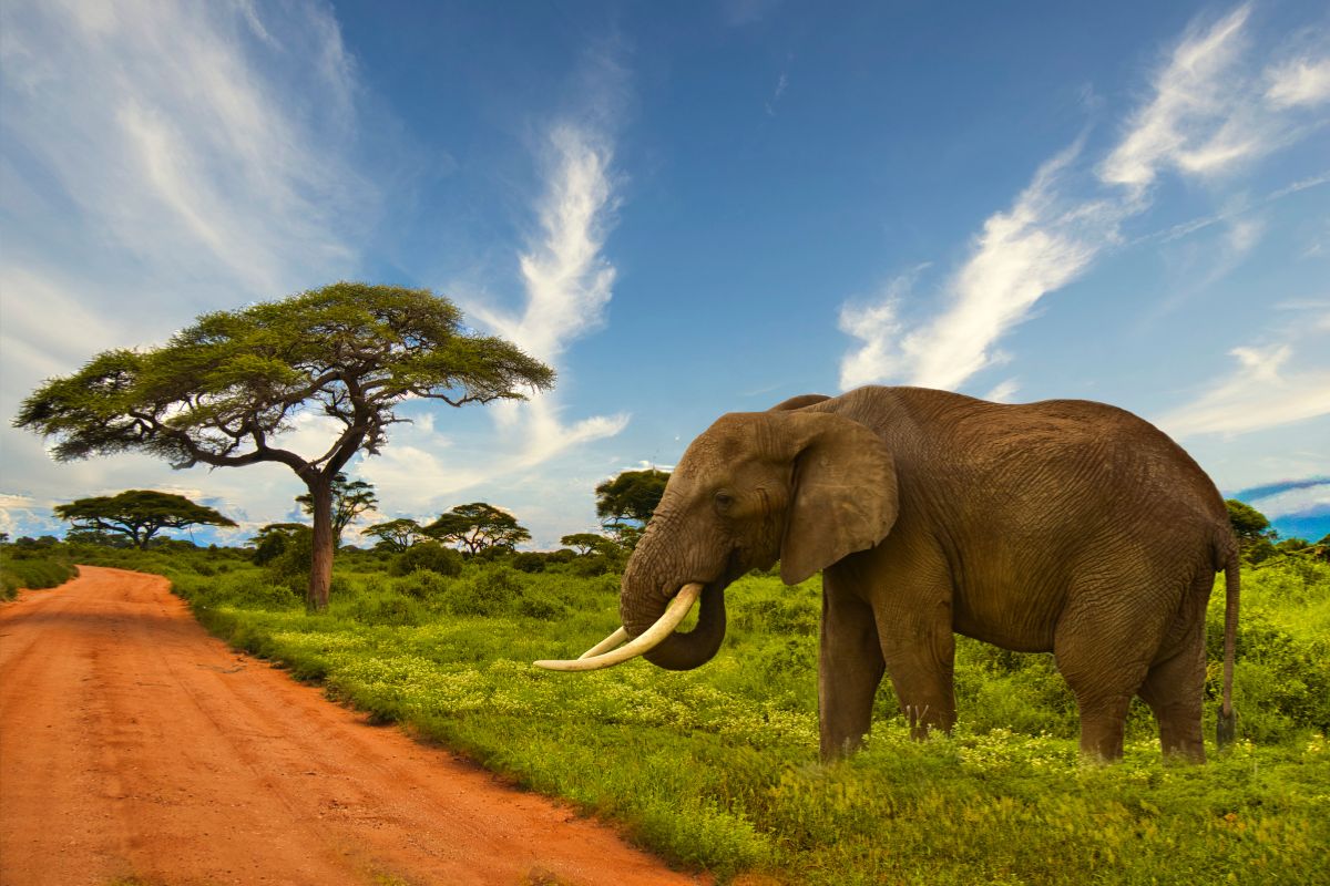 Amboseli National Park