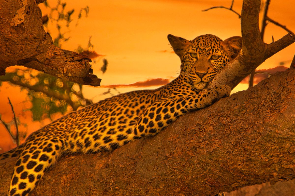 9 Days Amboseli, Tsavo West, Tsavo East and Diani Beach Safari Package