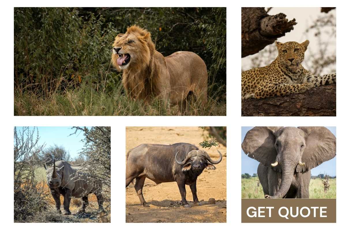 AFRICAN BIG FIVE 