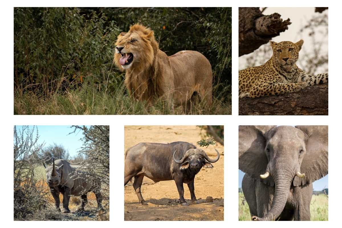 African Big Five
