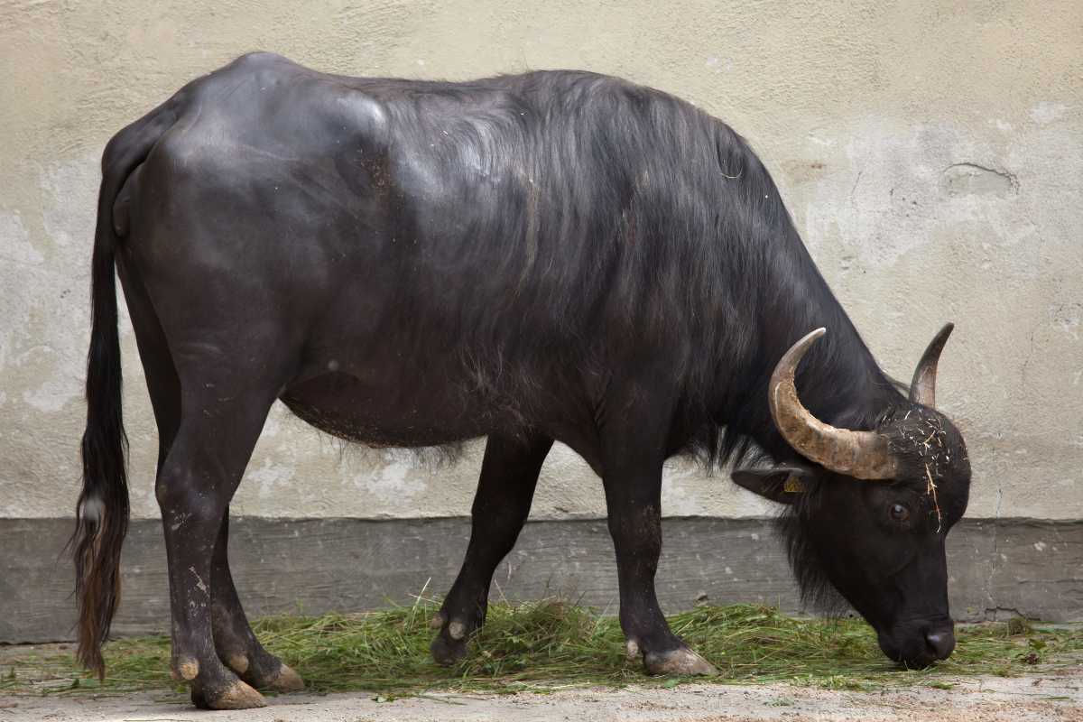 African Buffalo