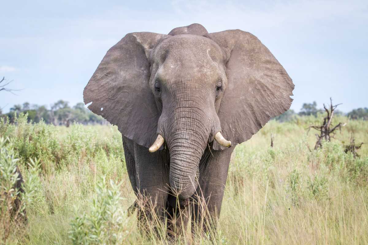African Elephant