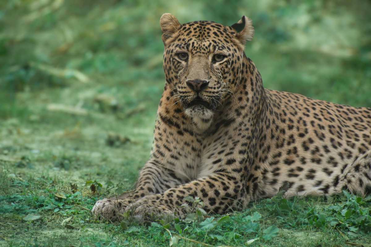 African Leopard