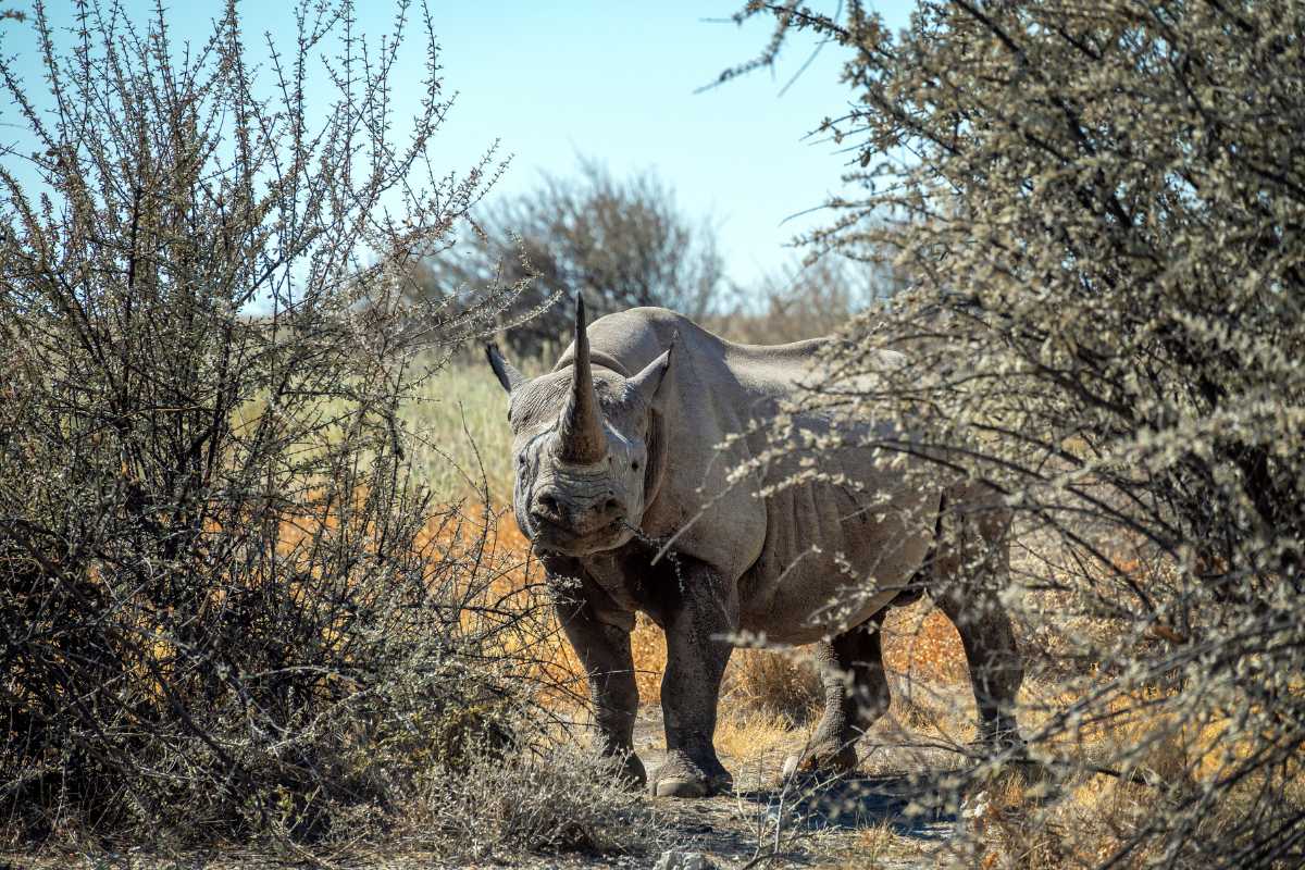 African Rhino