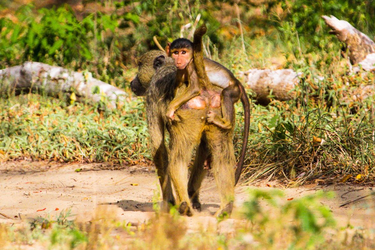 Arabuko-Sokoke National Park