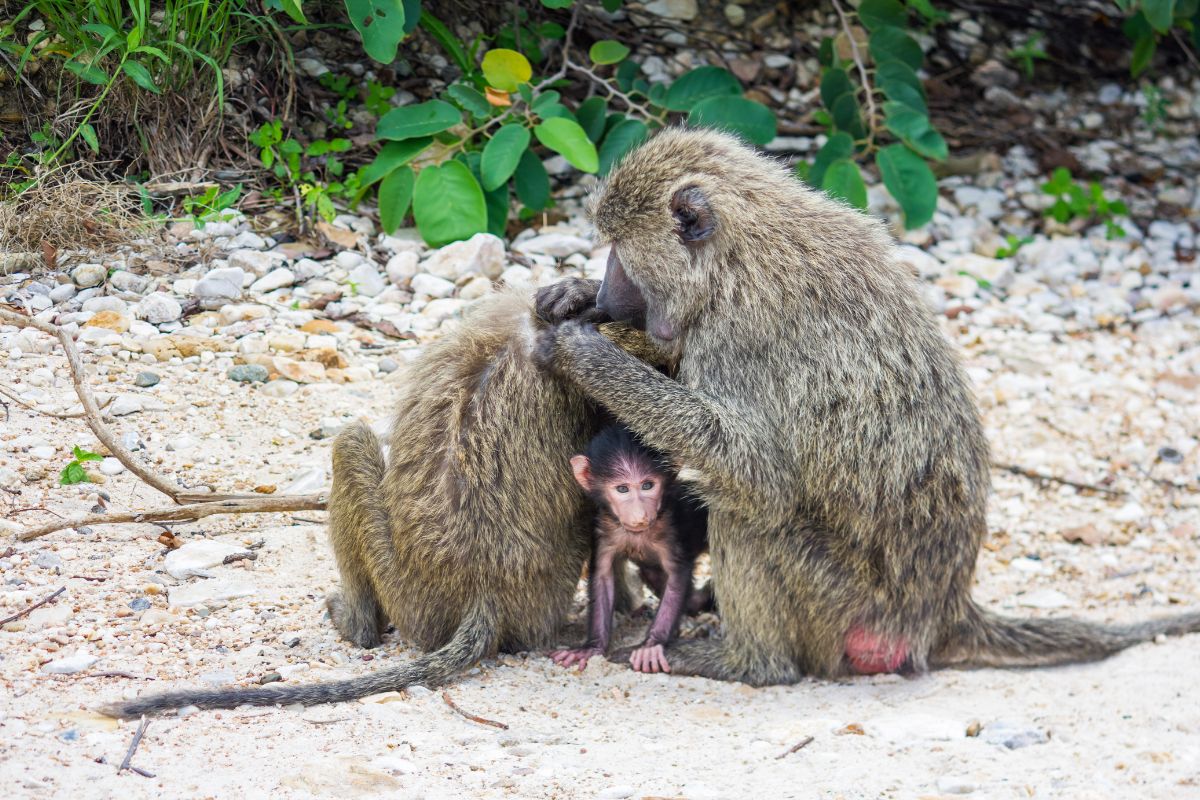 Gombe Stream National Park Tanzania
