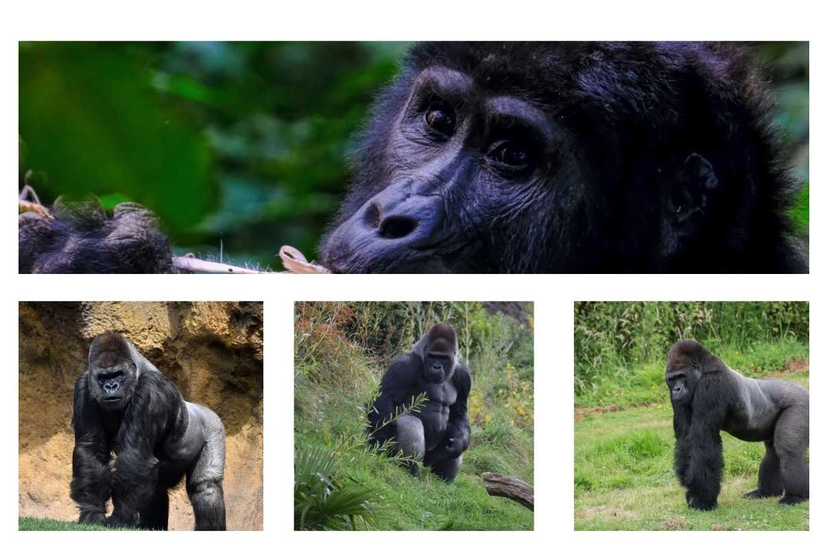 Gorilla Trekking Where Can I See Gorillas in Africa