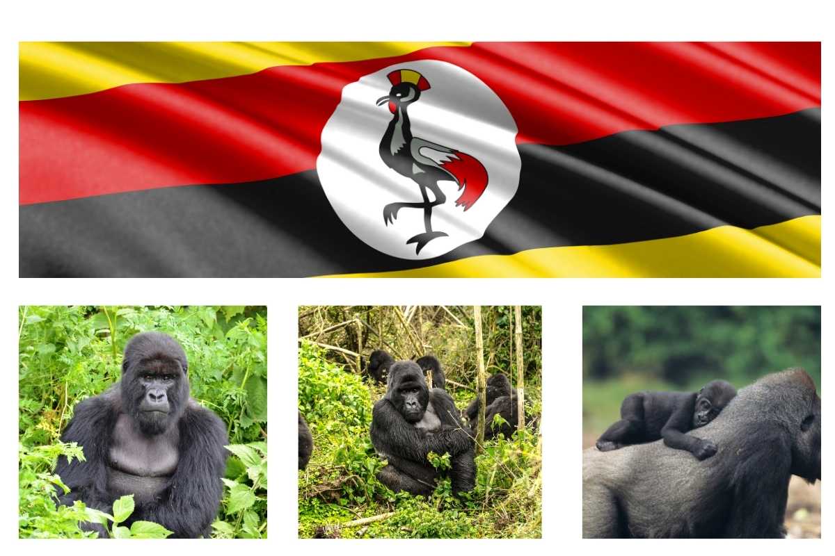 Gorilla Trekking in Uganda