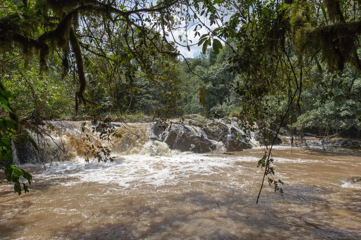 Kakamega Forest National Reserve