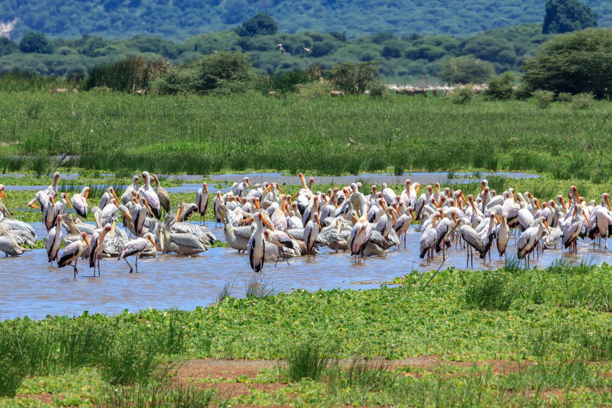 Lake Manyara National Park