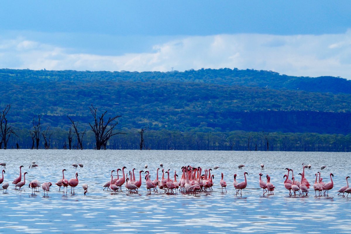 2-Day Lake Nakuru, Lake Naivasha, and Crescent Island Safari (9)