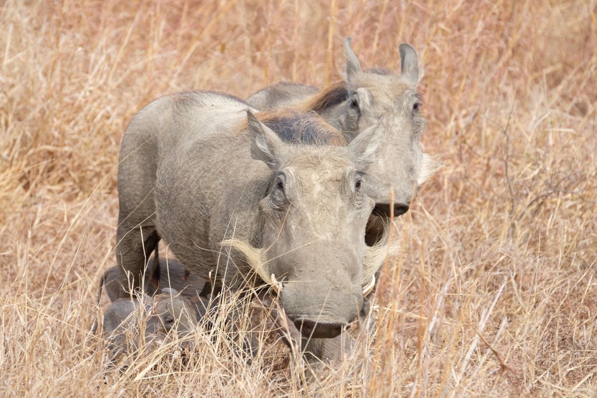 Mikumi National Park