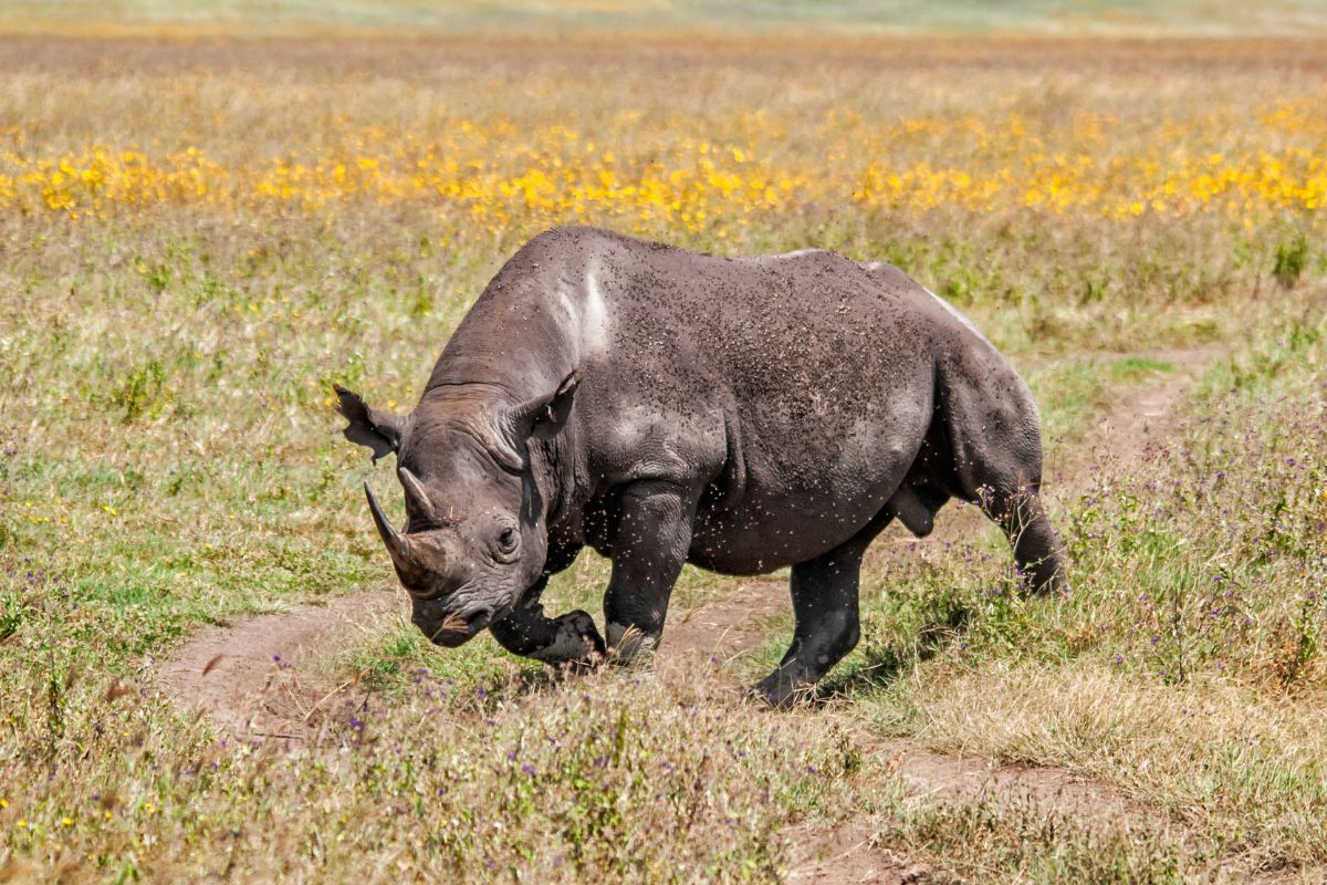 Mkomazi National Park