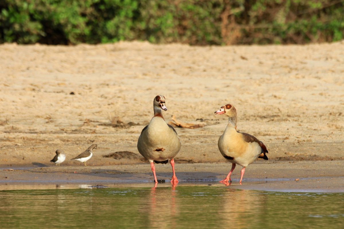 Nyerere National Park