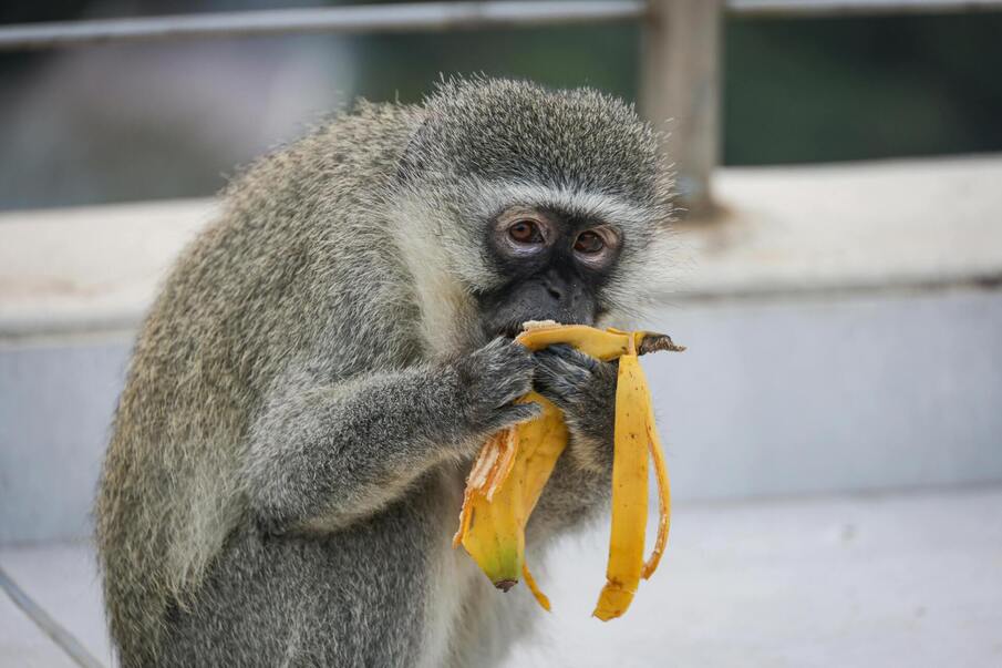 Responsible Wildlife Tourism