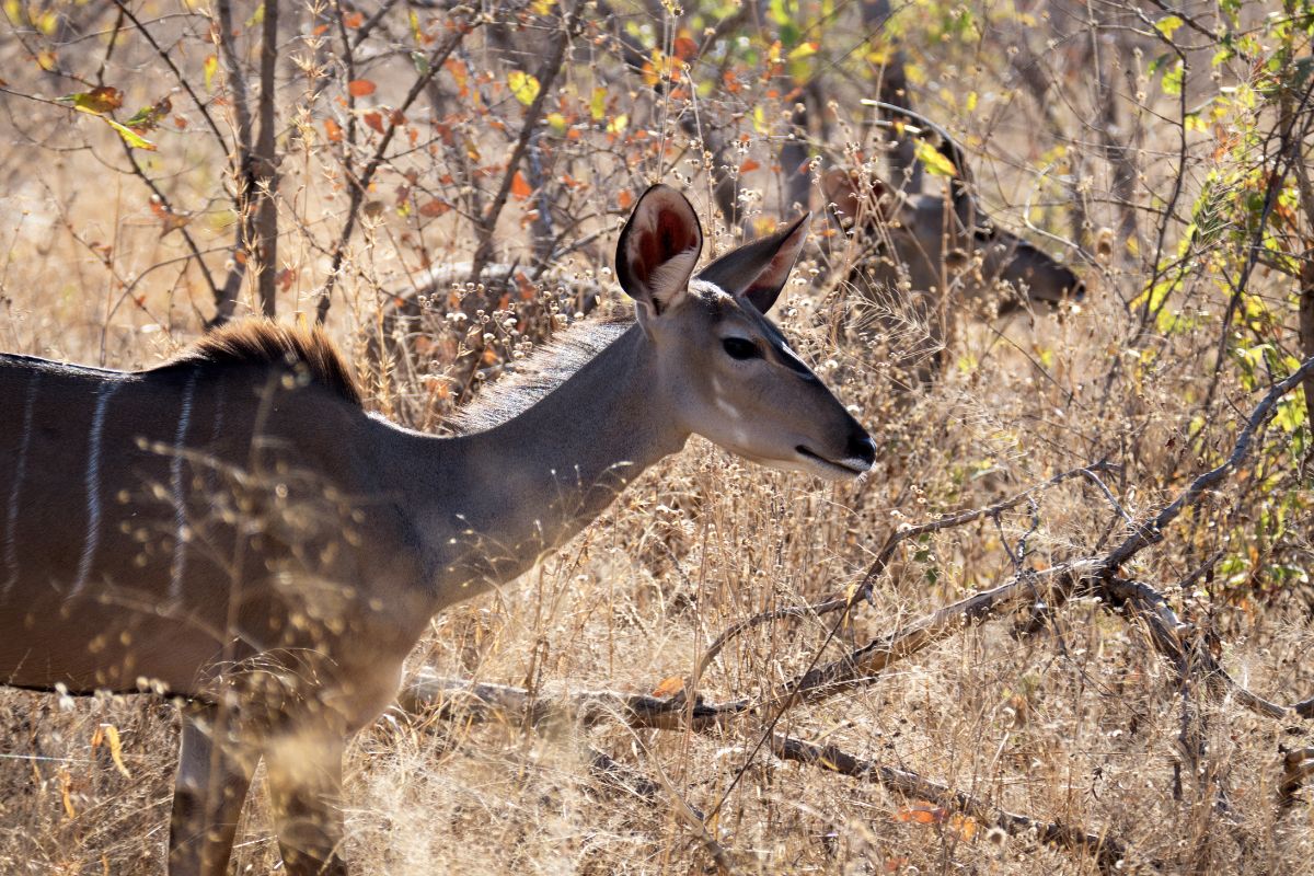 Ruaha National Park