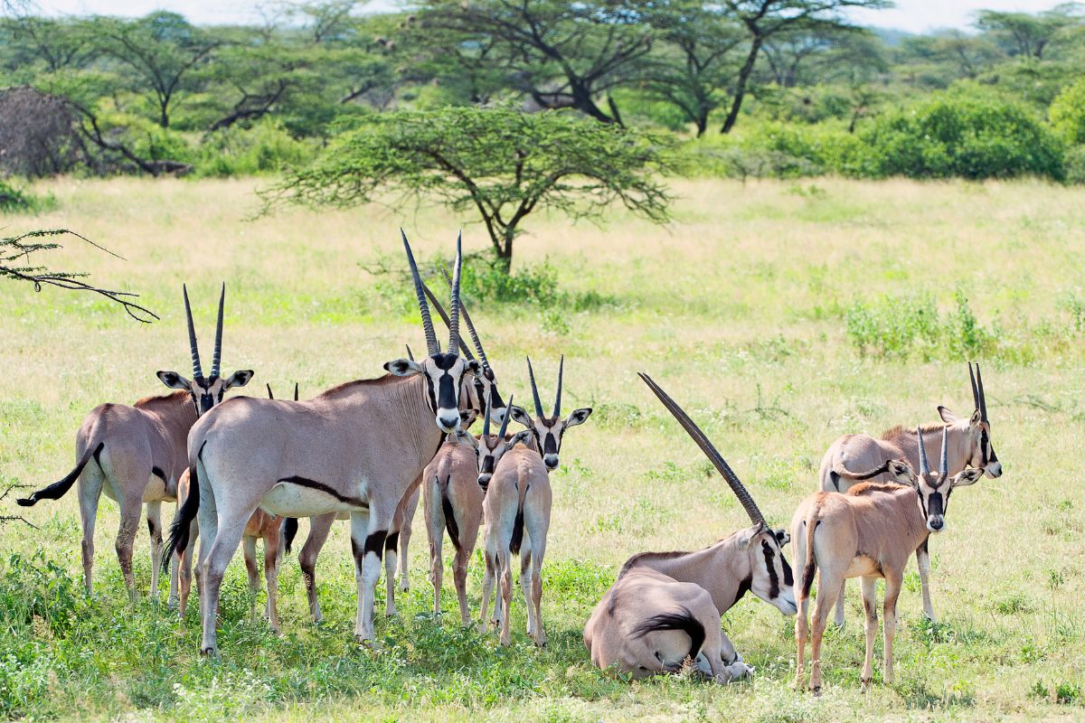Samburu National Reserve