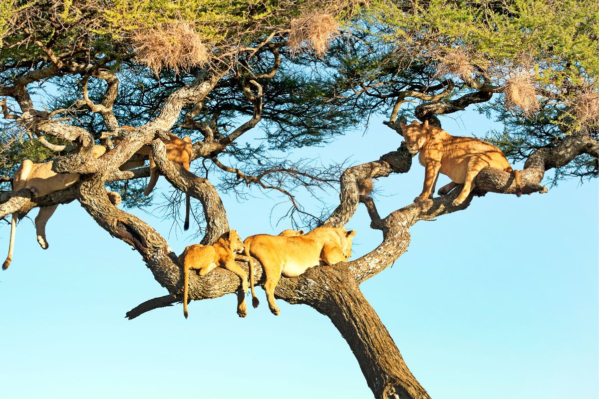Serengeti National Park