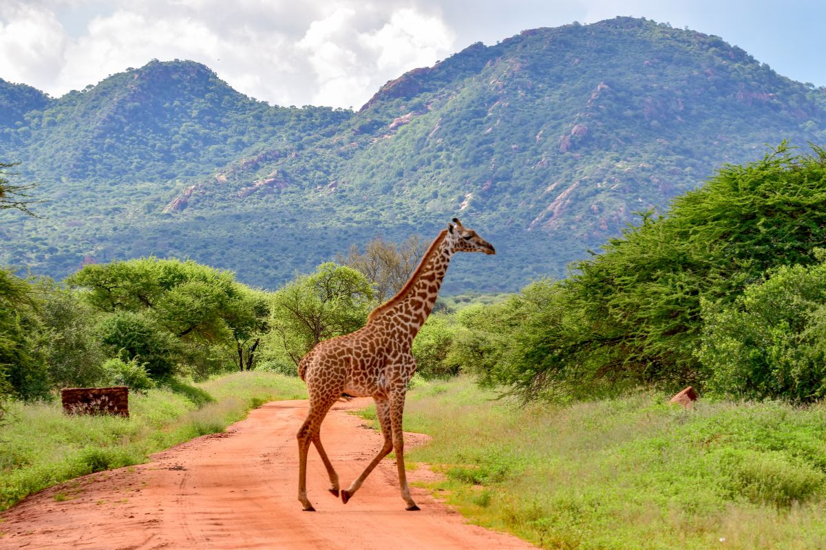 Tsavo East National Park
