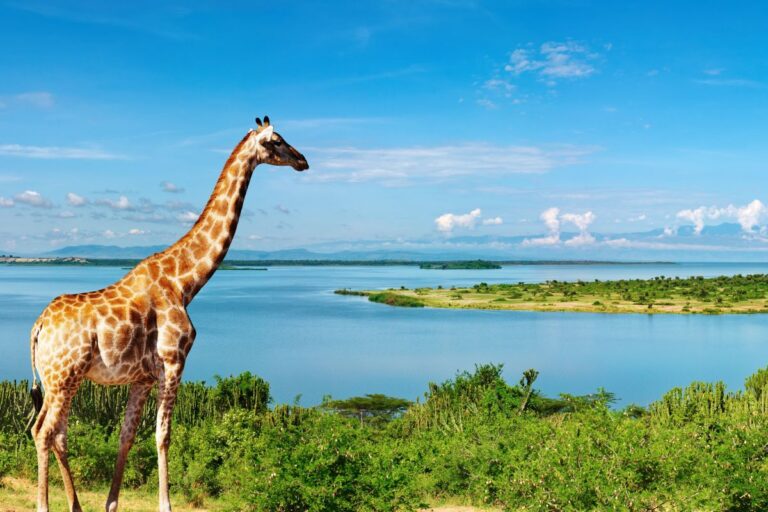Uganda National Parks