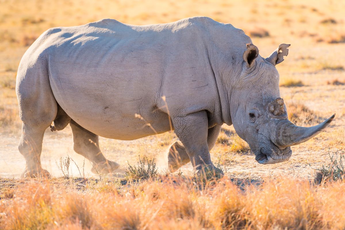 7 Day Big Five Kenya Safari Package