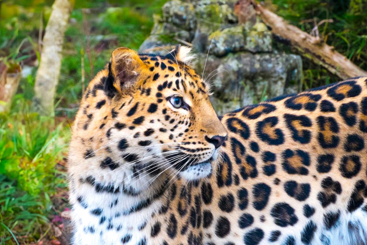 7 Day Big Five Kenya Safari Package