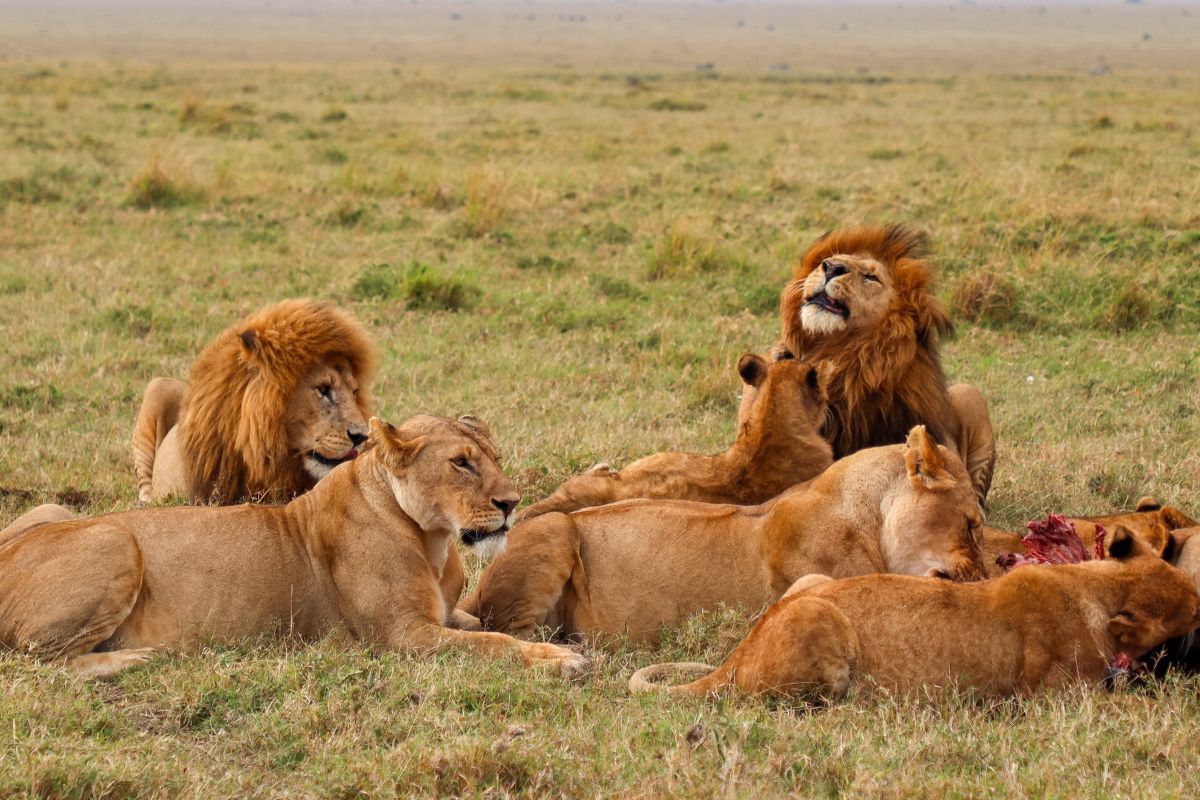 7 Day Big Five Kenya Safari Package