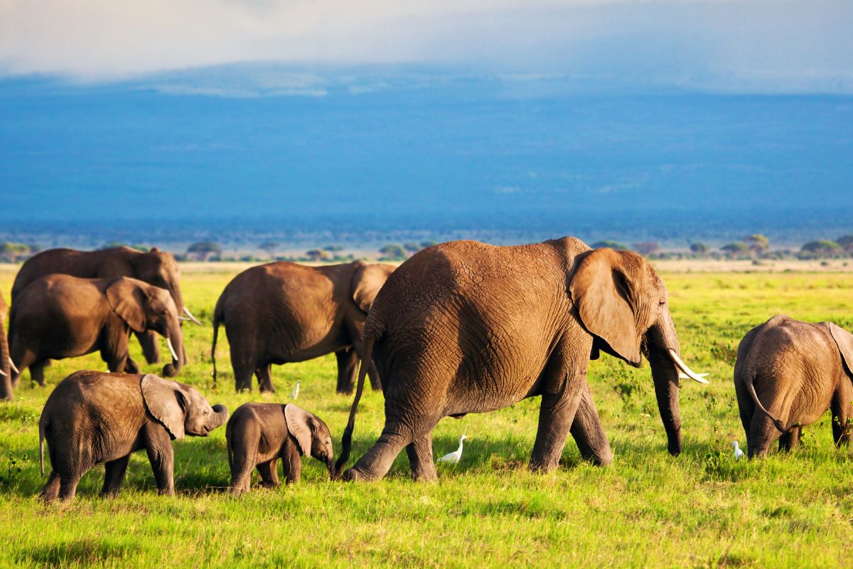 7 Day Big Five Kenya Safari Package