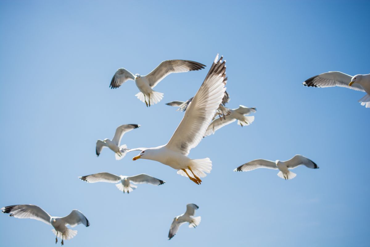 Africa birdwatching safaris