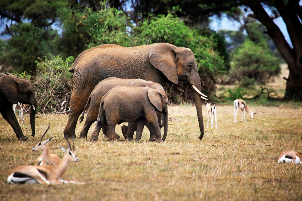 Amboseli National Park