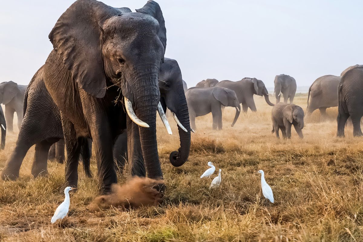Amboseli National Park - Sparwild African Tours and Safaris