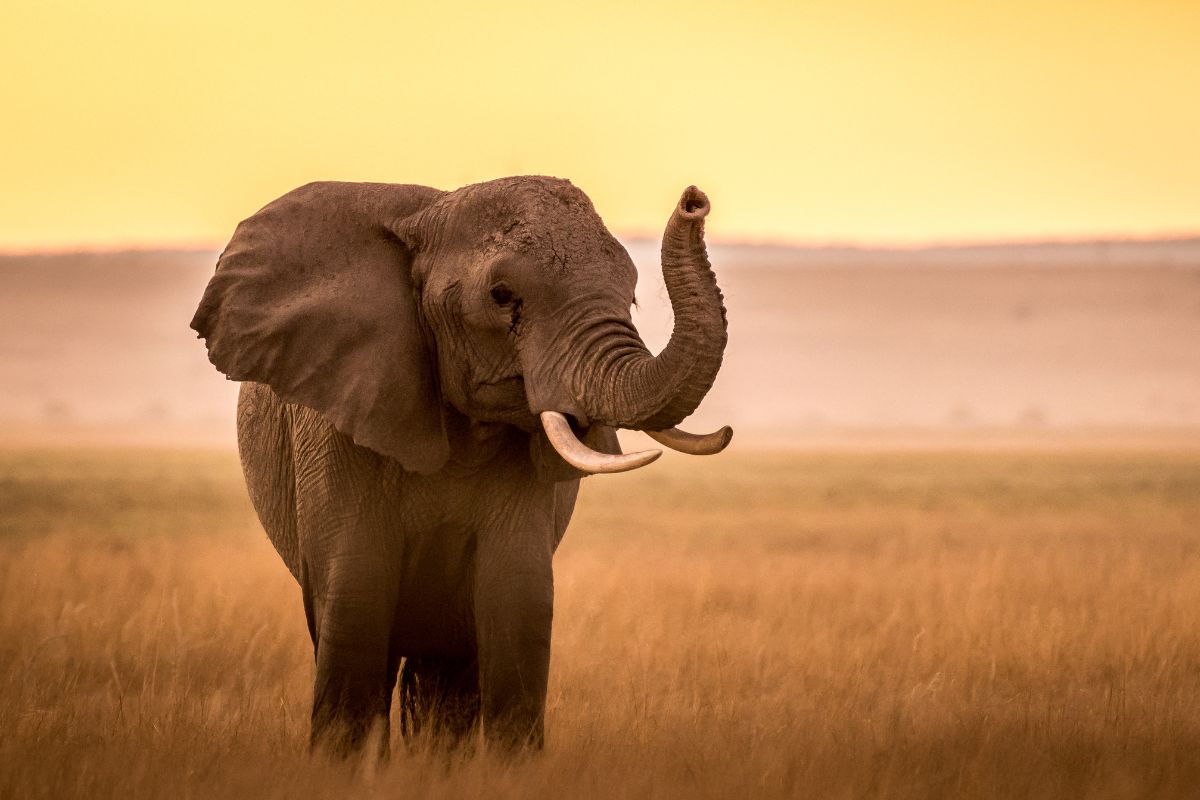 Tanzania Safari Package