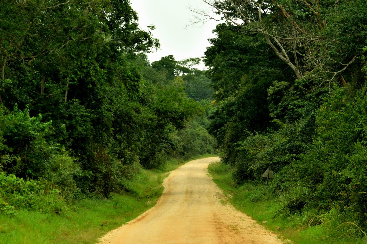 Budongo Forest Reserve Uganda