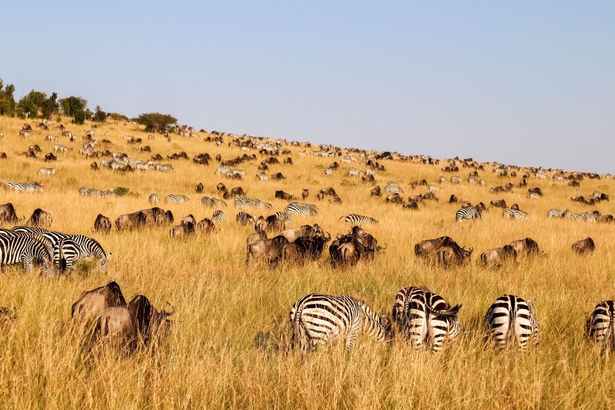 Maasai Mara National Reserve