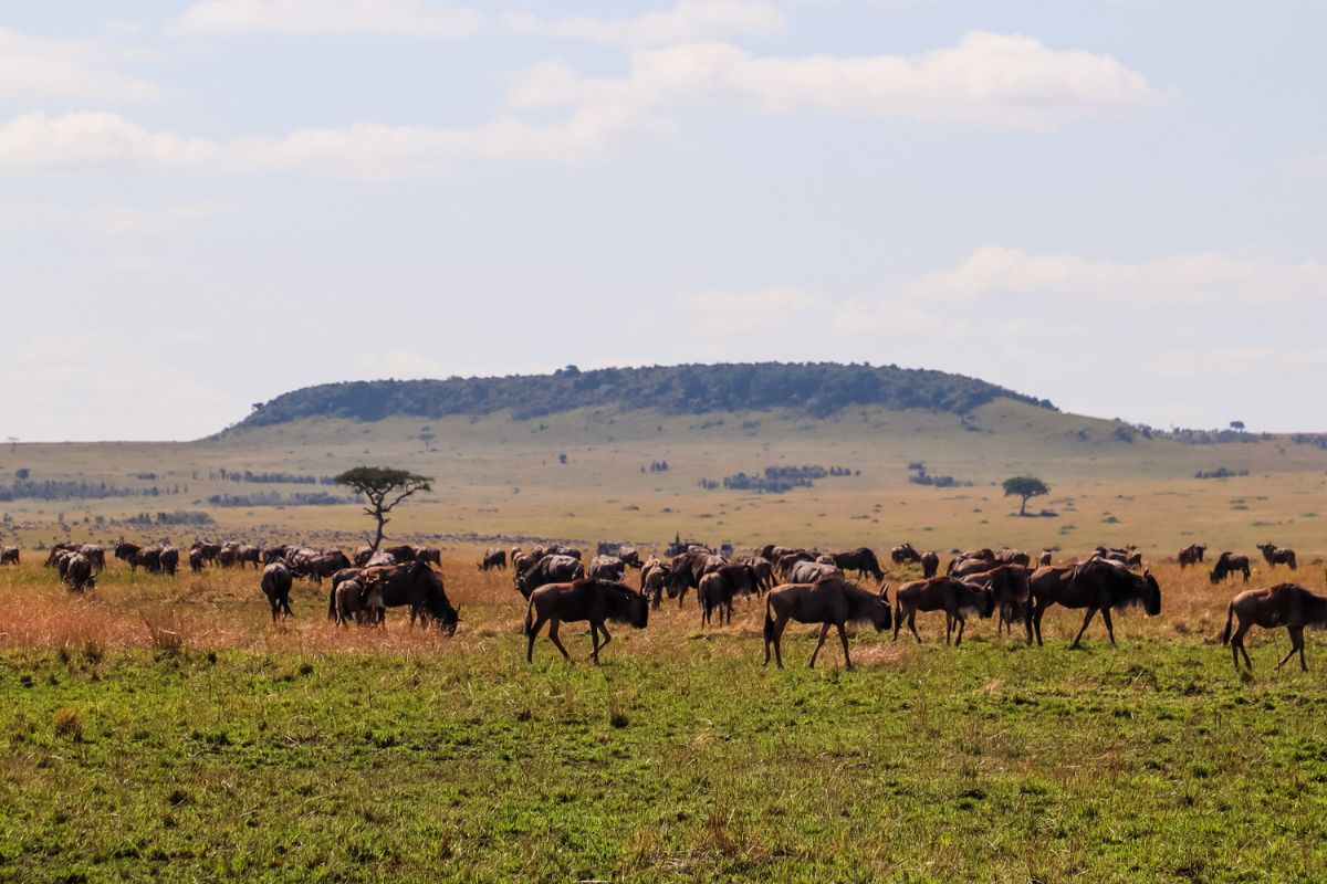 Maasai Mara National Reserve - Sparwild African Tours and Safaris