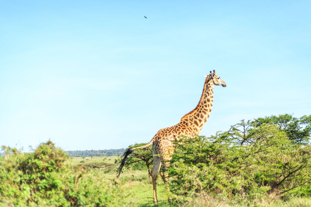 Nairobi National Park