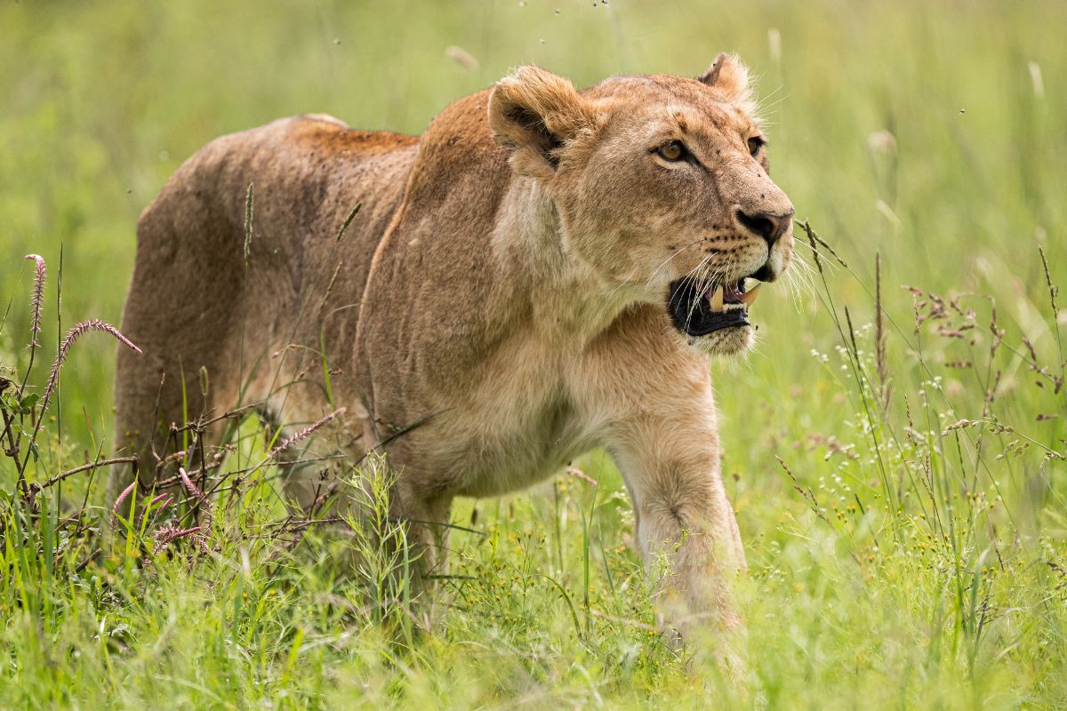 Nairobi National Park
