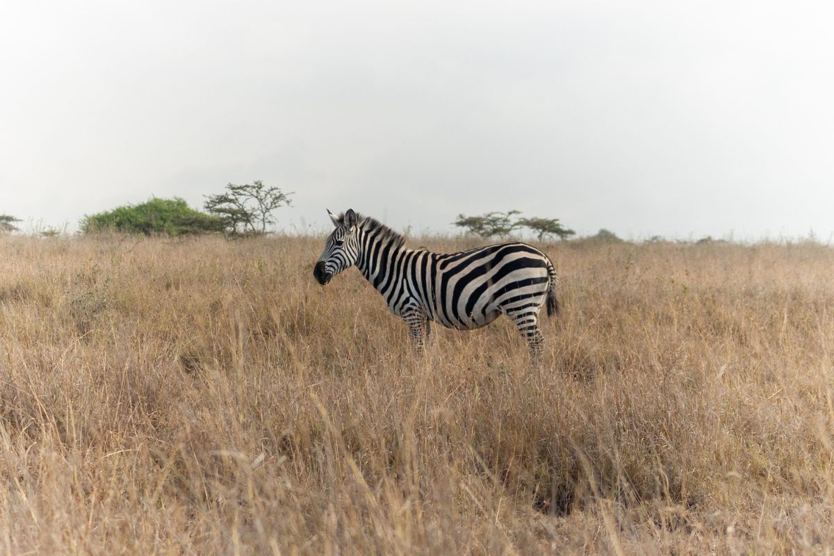 Nairobi National Park