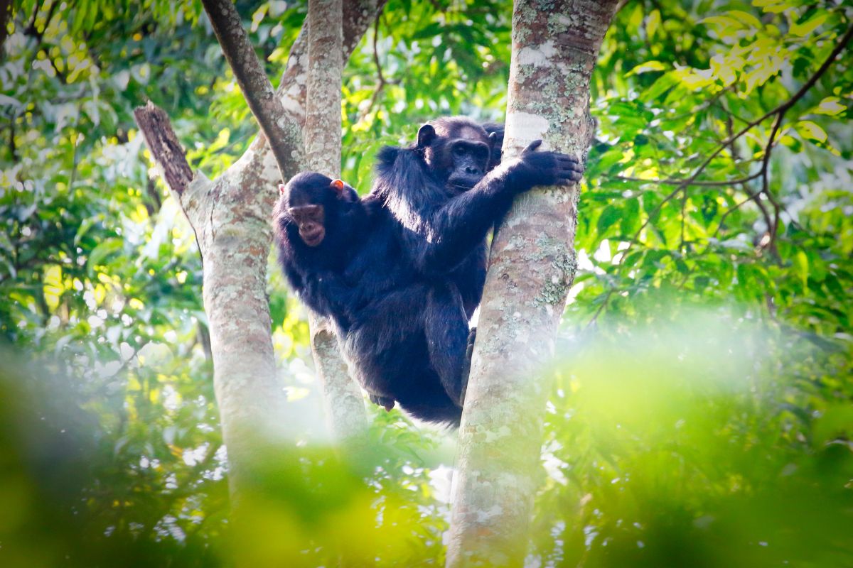 Nyungwe Forest National Park