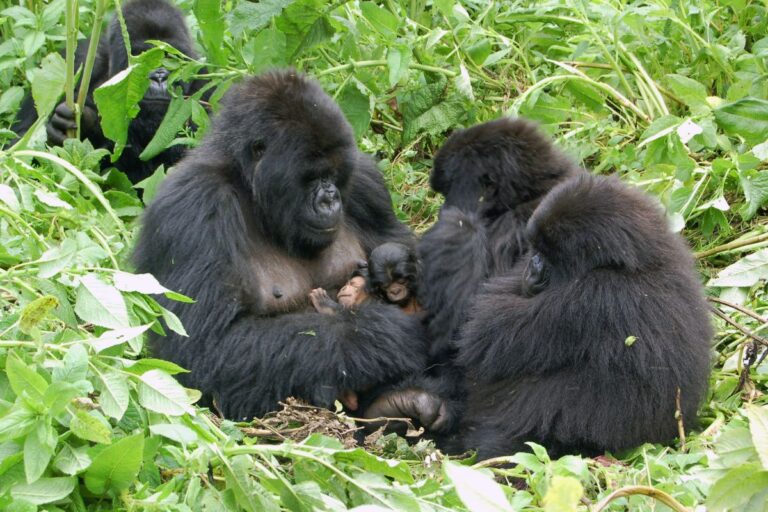 Rwanda National Parks