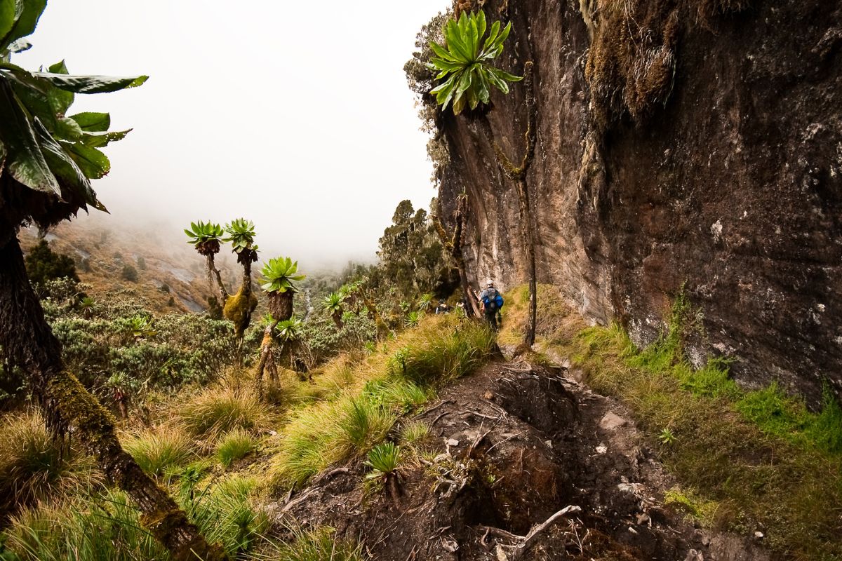 Rwenzori Mountains National Park Uganda