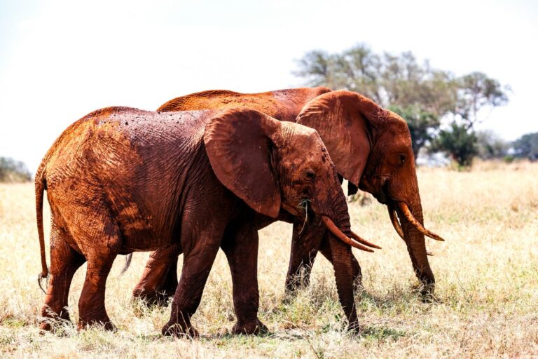 Tsavo East National Park