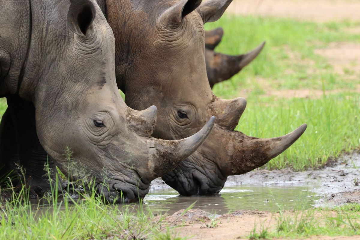Ziwa Rhino Sanctuary Uganda