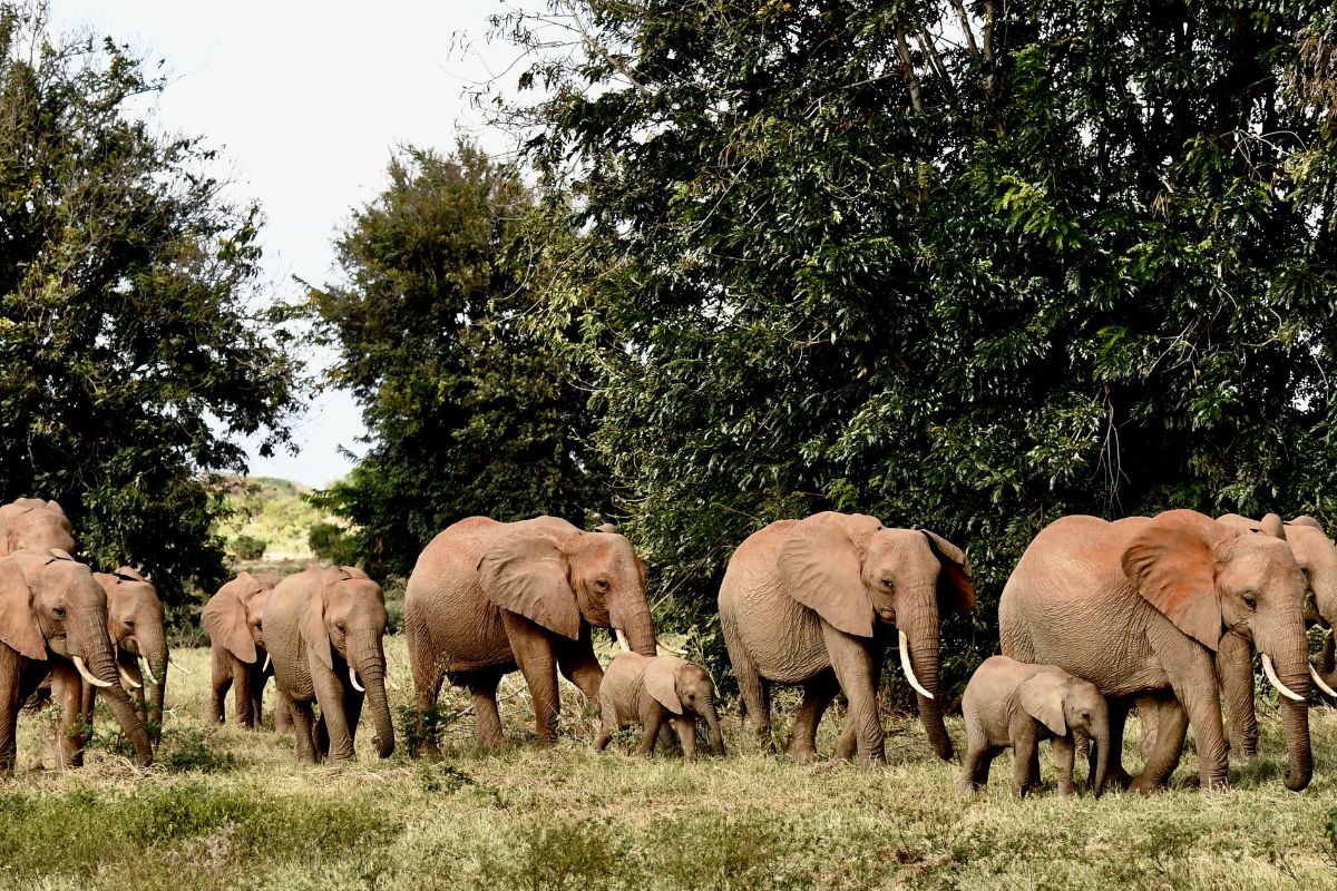 10 Days Kenya Wildlife Safari and Beach Vacation Package