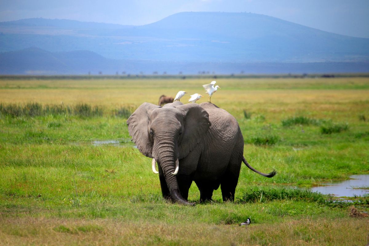 3 Days Amboseli National Park Safari Package